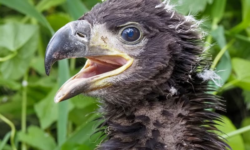 De jonge zeearenden ogen gezond.