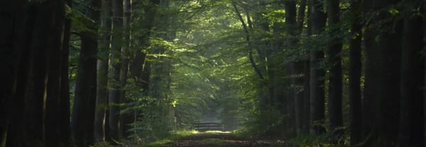 Oude Beukenlaan