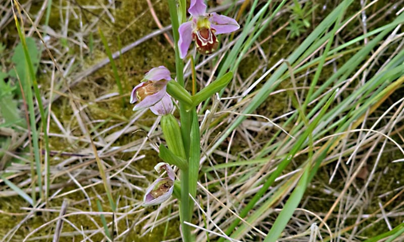 Bijenorchis op Griend