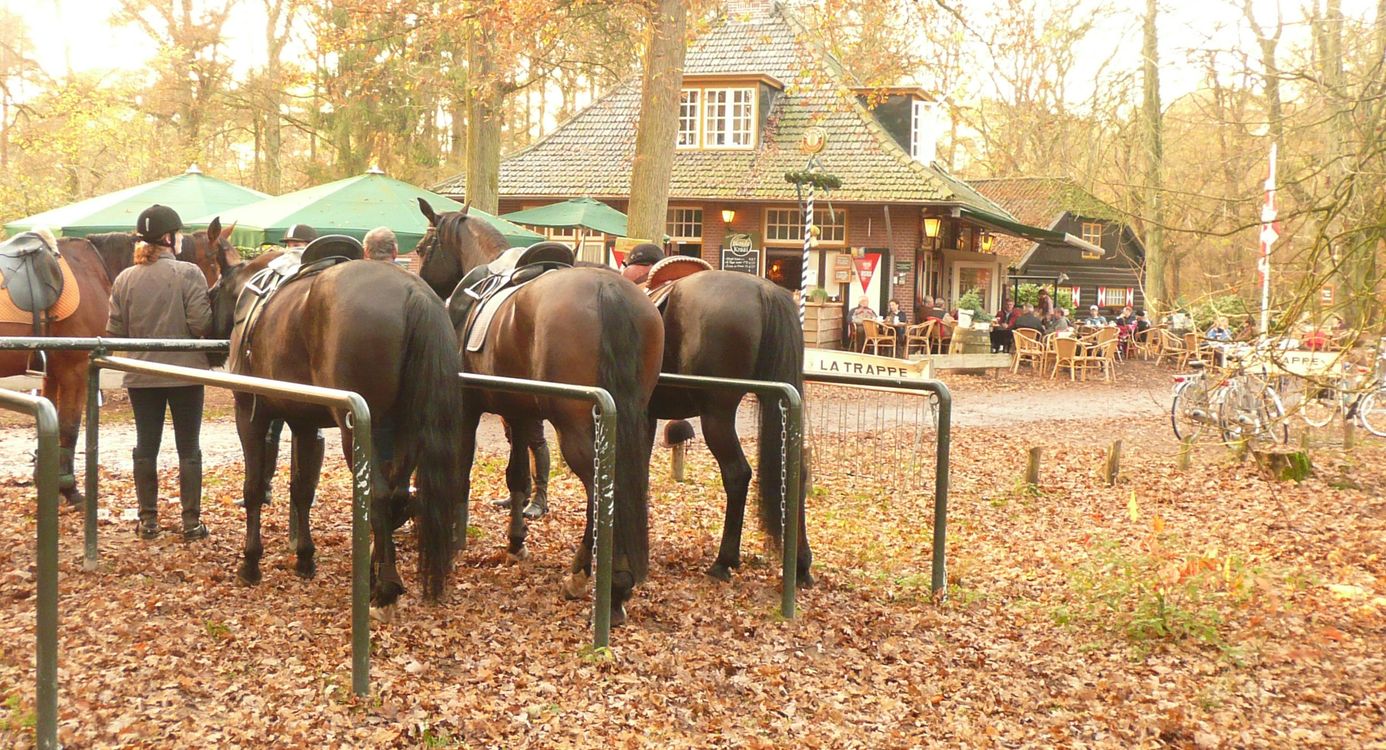 Paarden Boshuis Venkraai