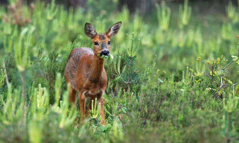 ree tussen jonge zaailingen