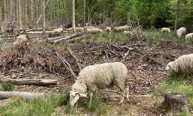 schapen gaan de strijd aan met ontkiemde eikels 