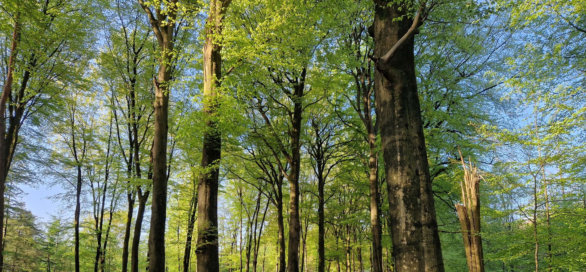 Bosvak met de restanten van een oud wandelpad op Landgoed Oud Groevenbeek. Bosvak met de restanten van een oud wandelpad op Landgoed Oud Groevenbeek.