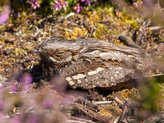 Nachtzwaluw in de heide
