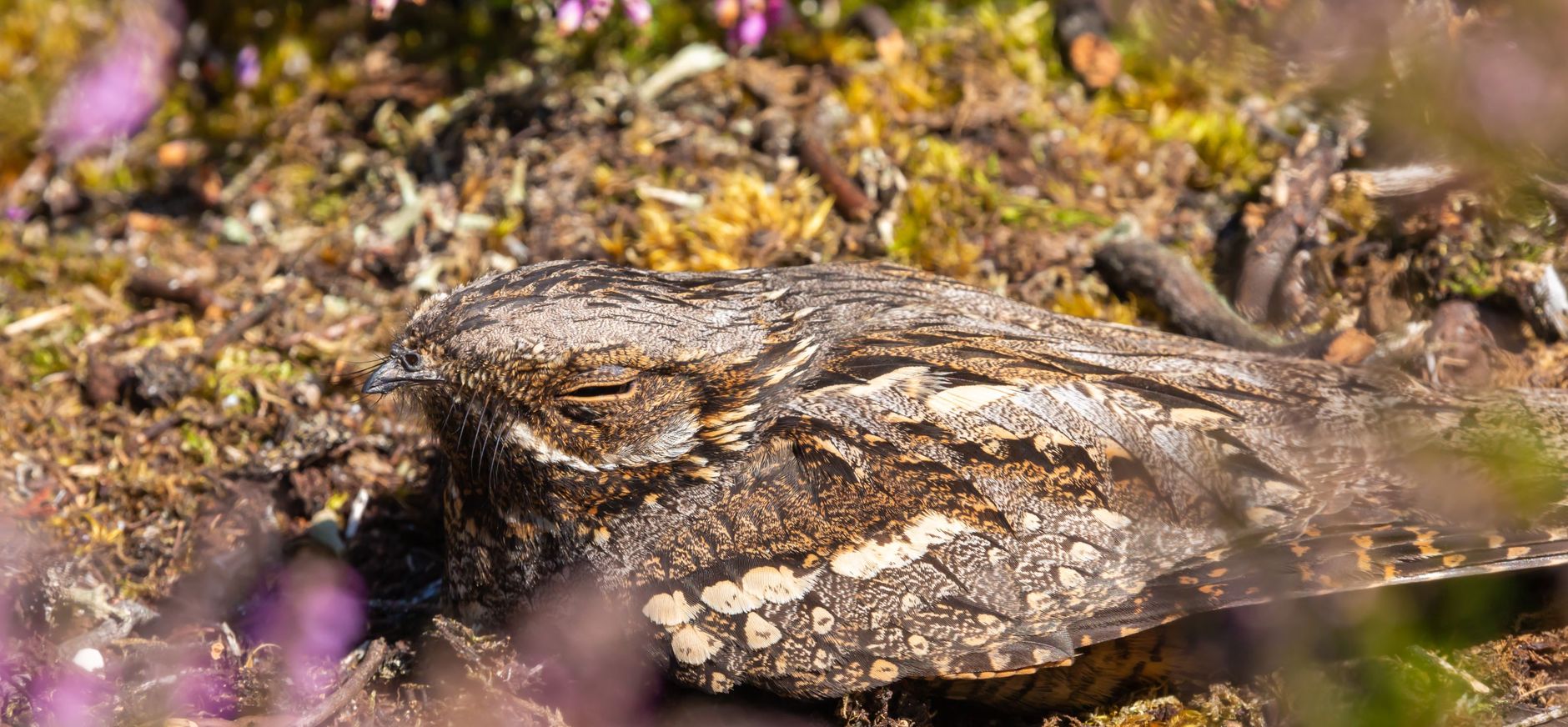 Nachtzwaluw in de heide