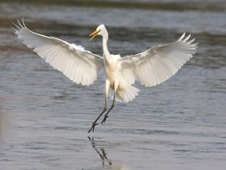 Grote zilverreiger