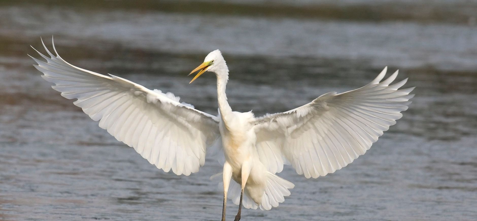 Grote zilverreiger Grote zilverreiger