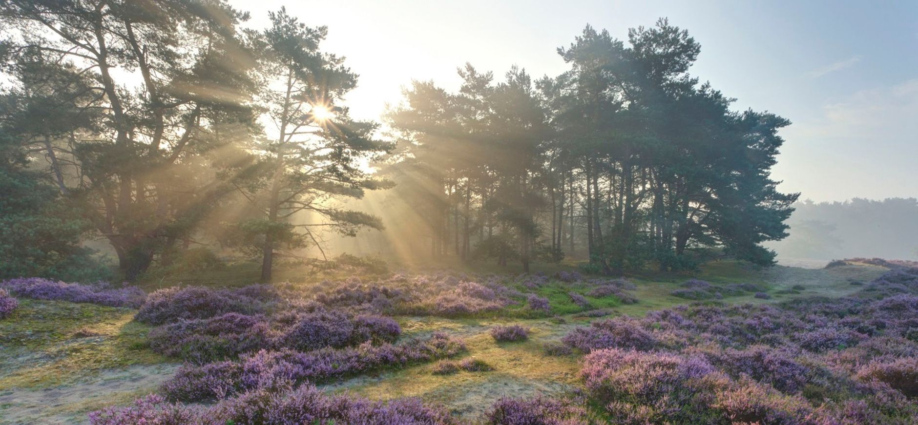 Bloeiende heide Heide bloeit in Leuvenumse Bossen