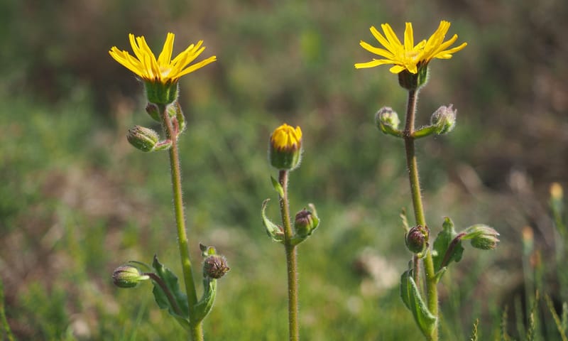 Arnica Arnica