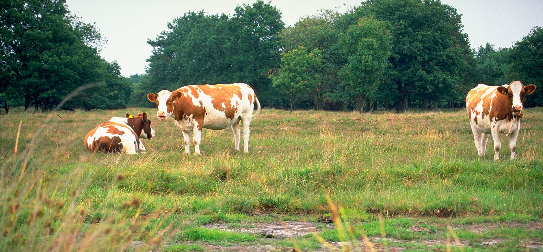 Leggelderveld Leggelderveld