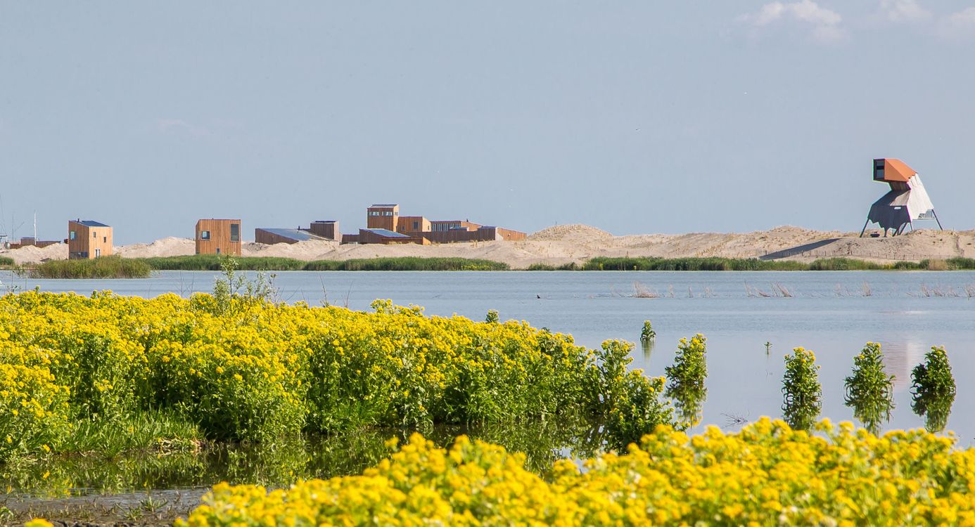 Marker Wadden voorjaar moerasandijvie