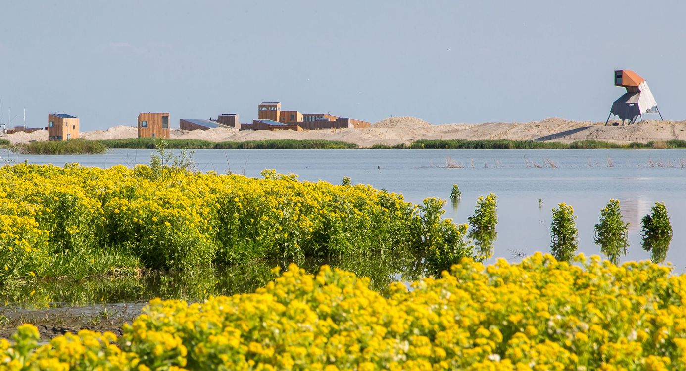 Marker Wadden voorjaar moerasandijvie