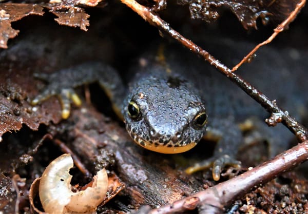 Schrieversheidevennen Alpenwatersalamander