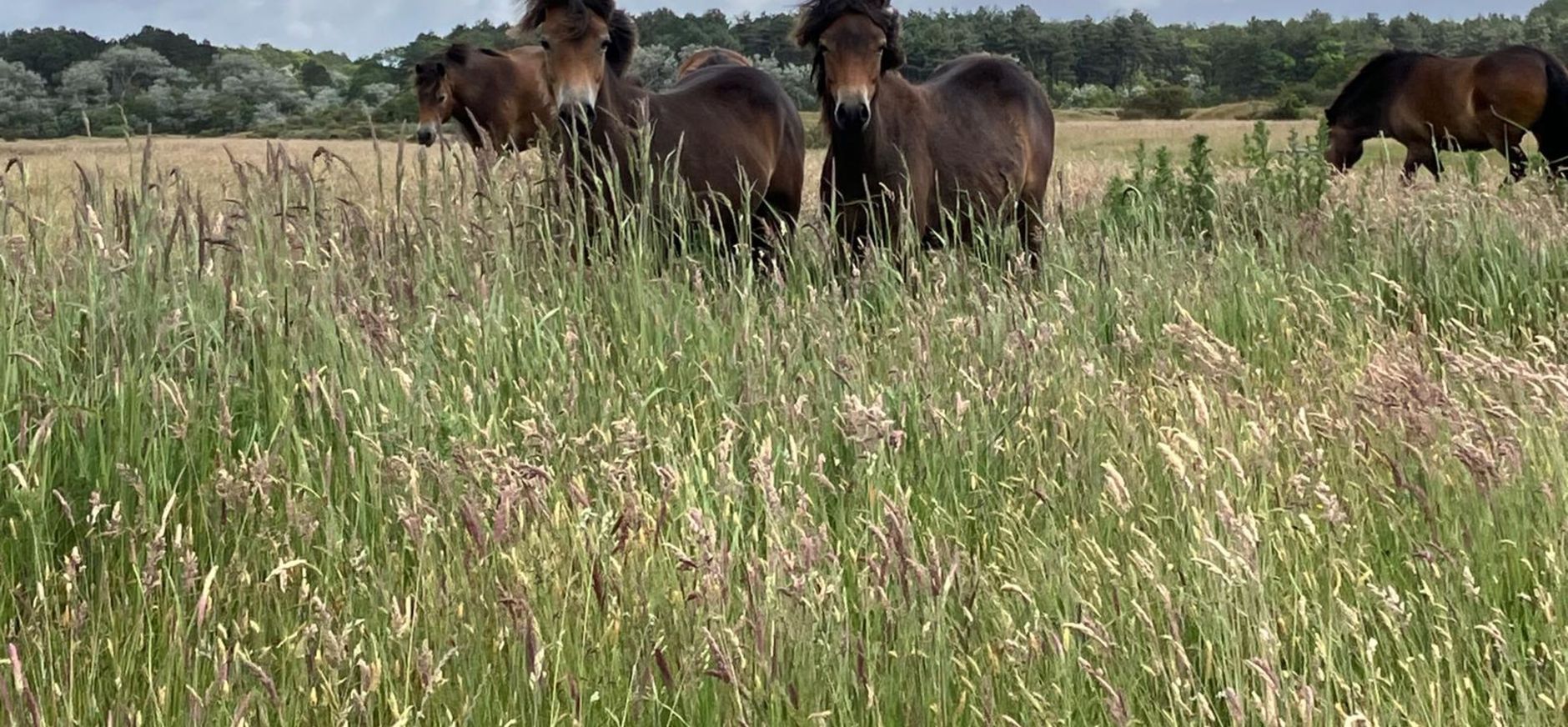 exmoor