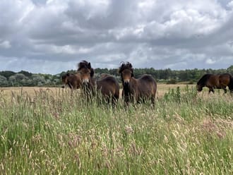exmoor