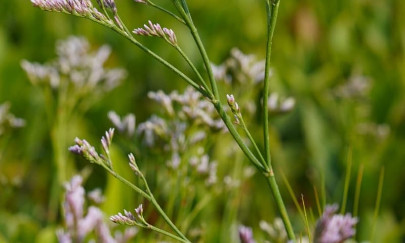 Ijle lamsoog in bloei 