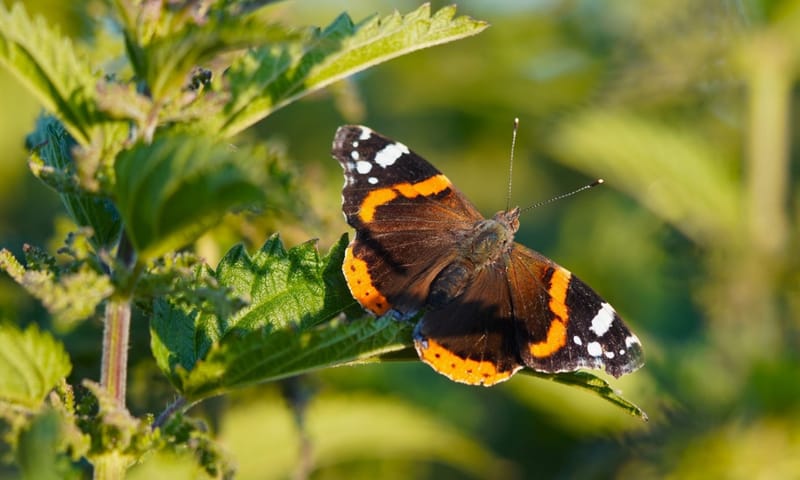 Atalanta op zijn waardplant grote brandnetel