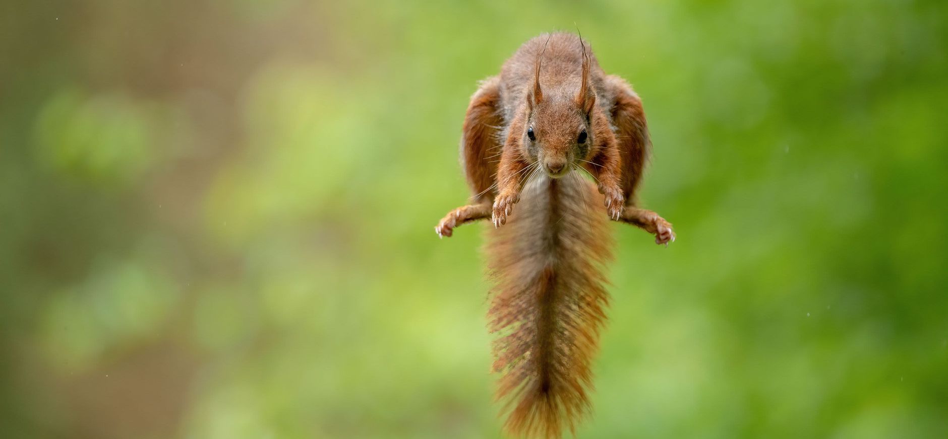 Eekhoorn springt door de lucht