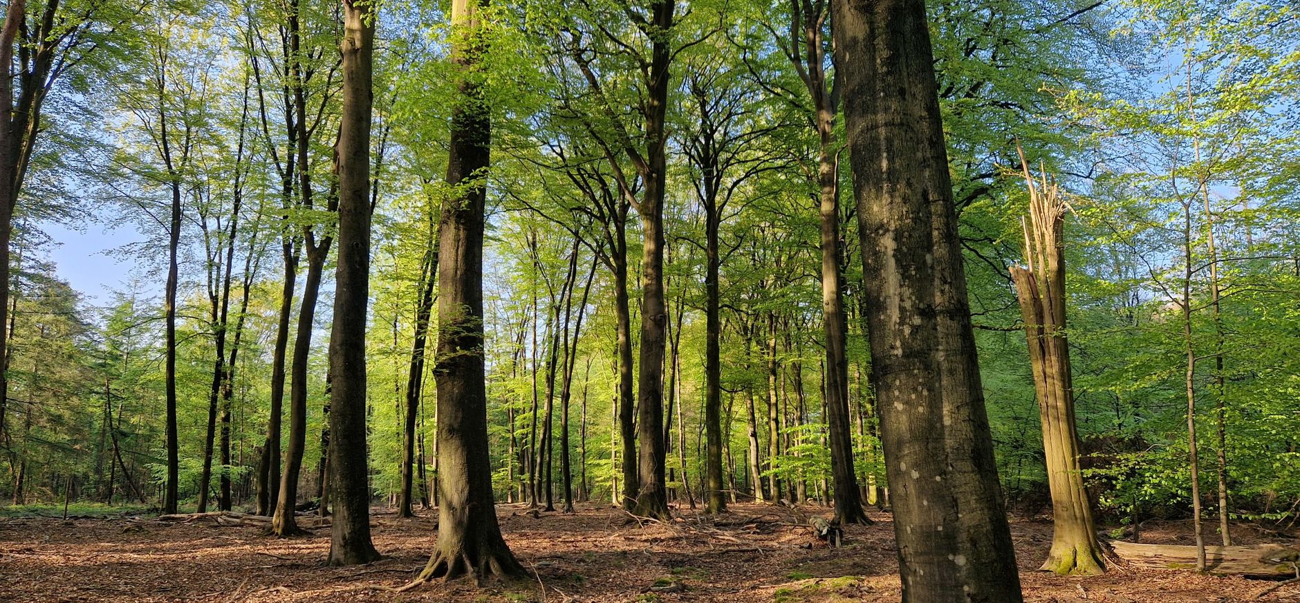 Bosvak met de restanten van een oud wandelpad op Landgoed Oud Groevenbeek. 