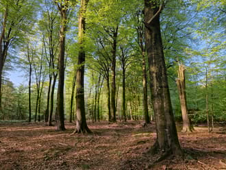 Bosvak met de restanten van een oud wandelpad op Landgoed Oud Groevenbeek. 