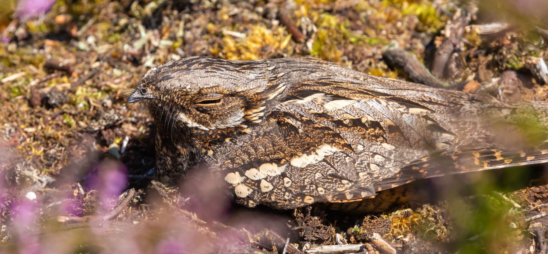 Nachtzwaluw in de heide