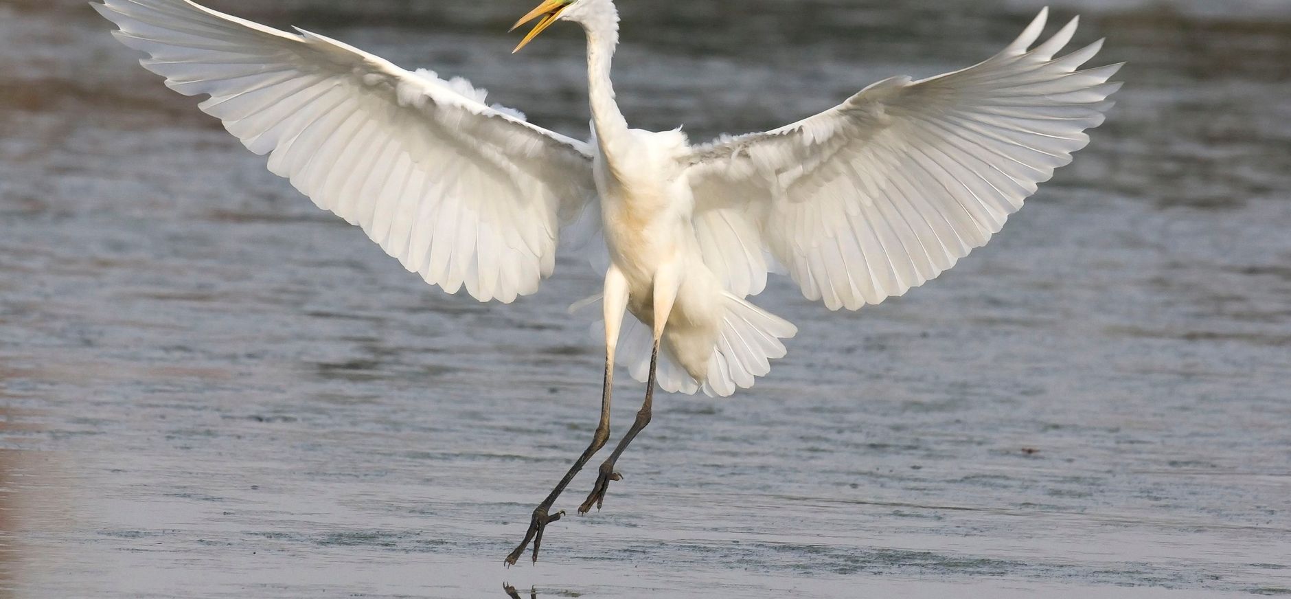 Grote zilverreiger
