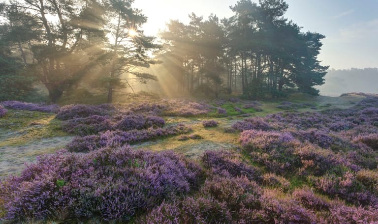 Bloeiende heide Heide bloeit in Leuvenumse Bossen