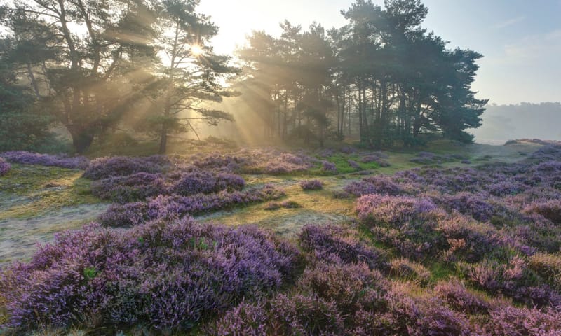 Heide bloeit in Leuvenumse Bossen