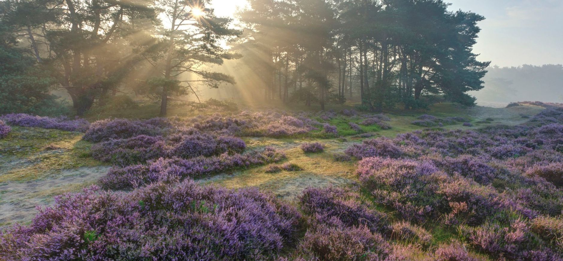 Bloeiende heide Heide bloeit in Leuvenumse Bossen