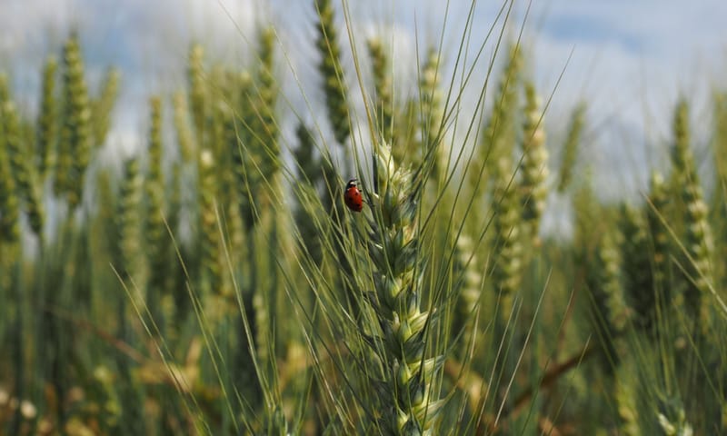 Akkers Buijtenland van Rhoon