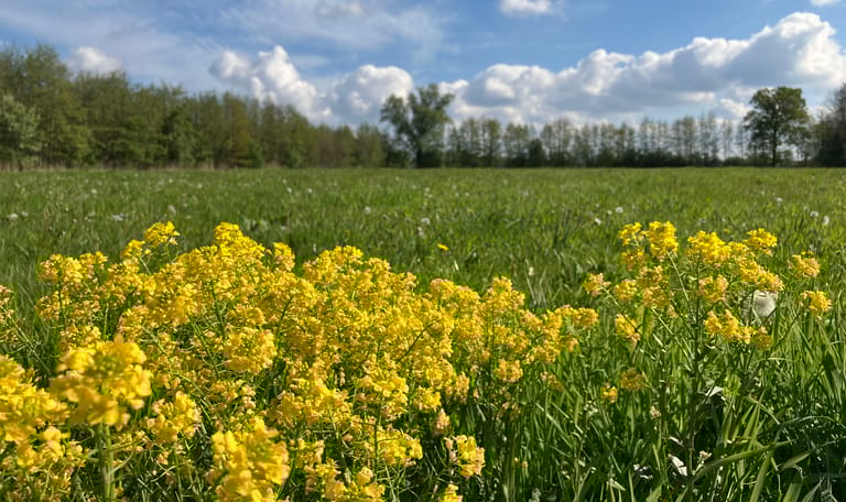 Koolzaad in het veld bij Zwartebroek