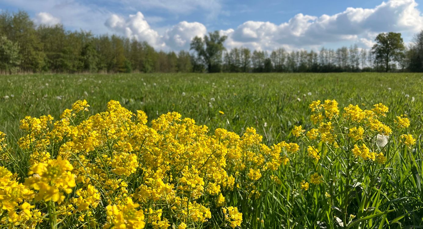 Koolzaad in het veld bij Zwartebroek