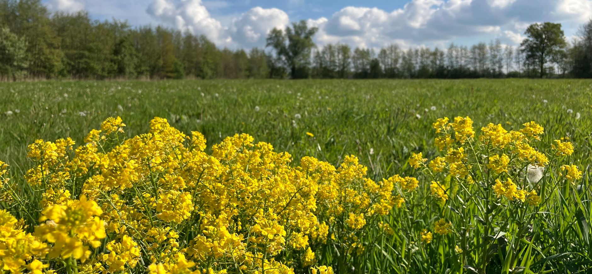 Koolzaad in het veld bij Zwartebroek