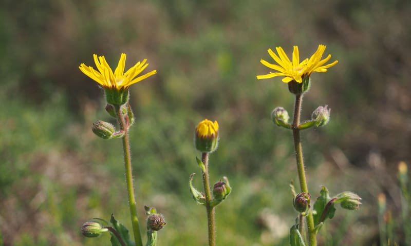 Arnica