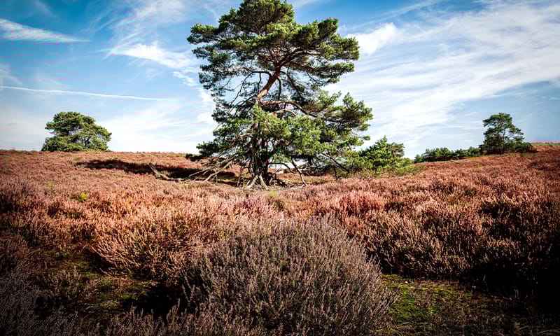 Grove den op de Brunssummerheide