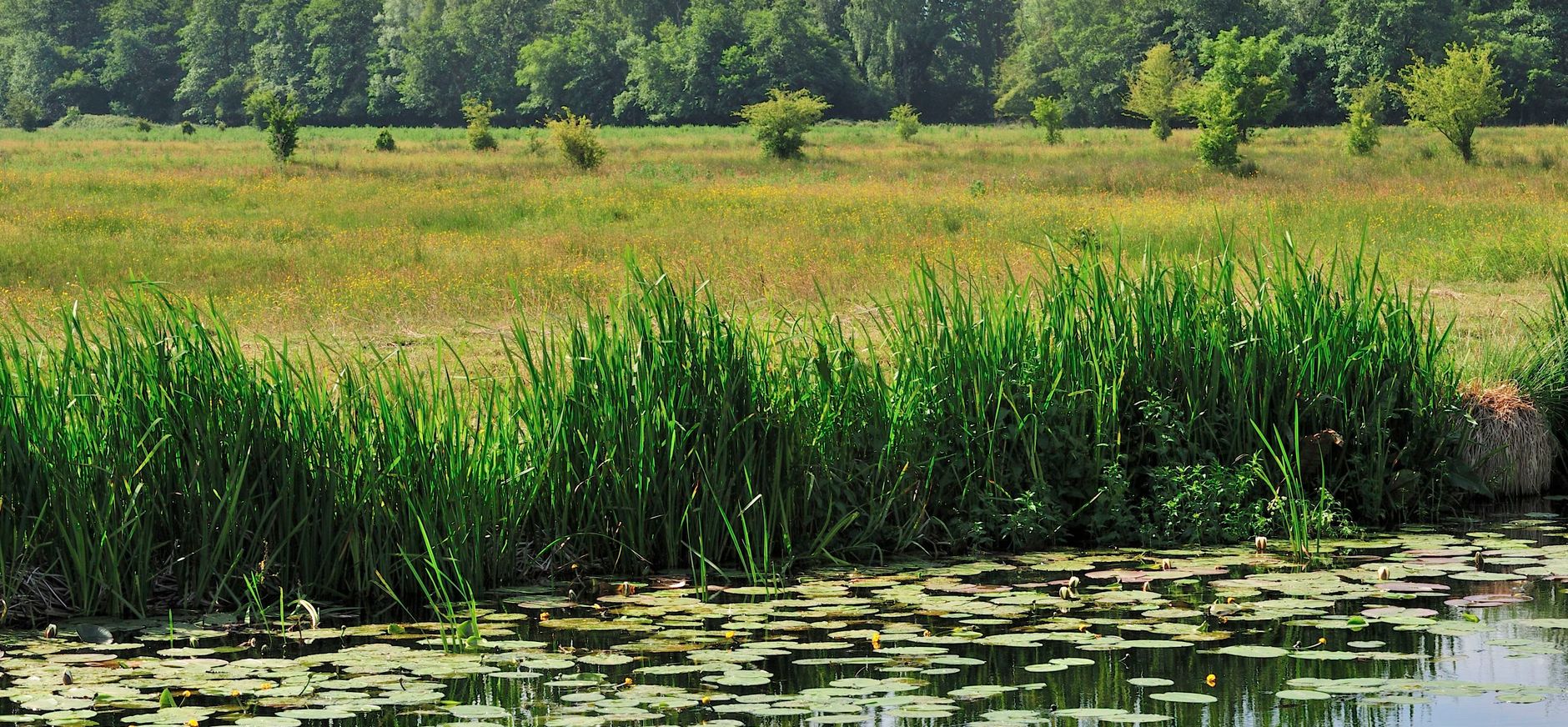 Landschap NH