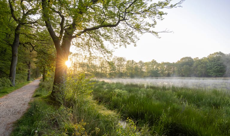 Foto van de zon die opkomt vanachter de bomen langs de Zwarte singel, met laaghangende mist over het grasland bij de poel.