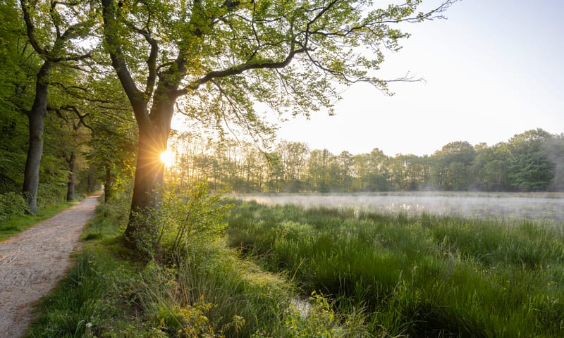 Foto van de zon die opkomt vanachter de bomen langs de Zwarte singel, met laaghangende mist over het grasland bij de poel.