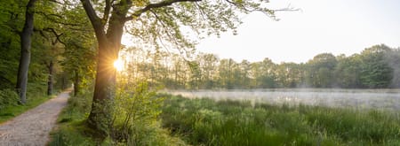Foto van de zon die opkomt vanachter de bomen langs de Zwarte singel, met laaghangende mist over het grasland bij de poel.
