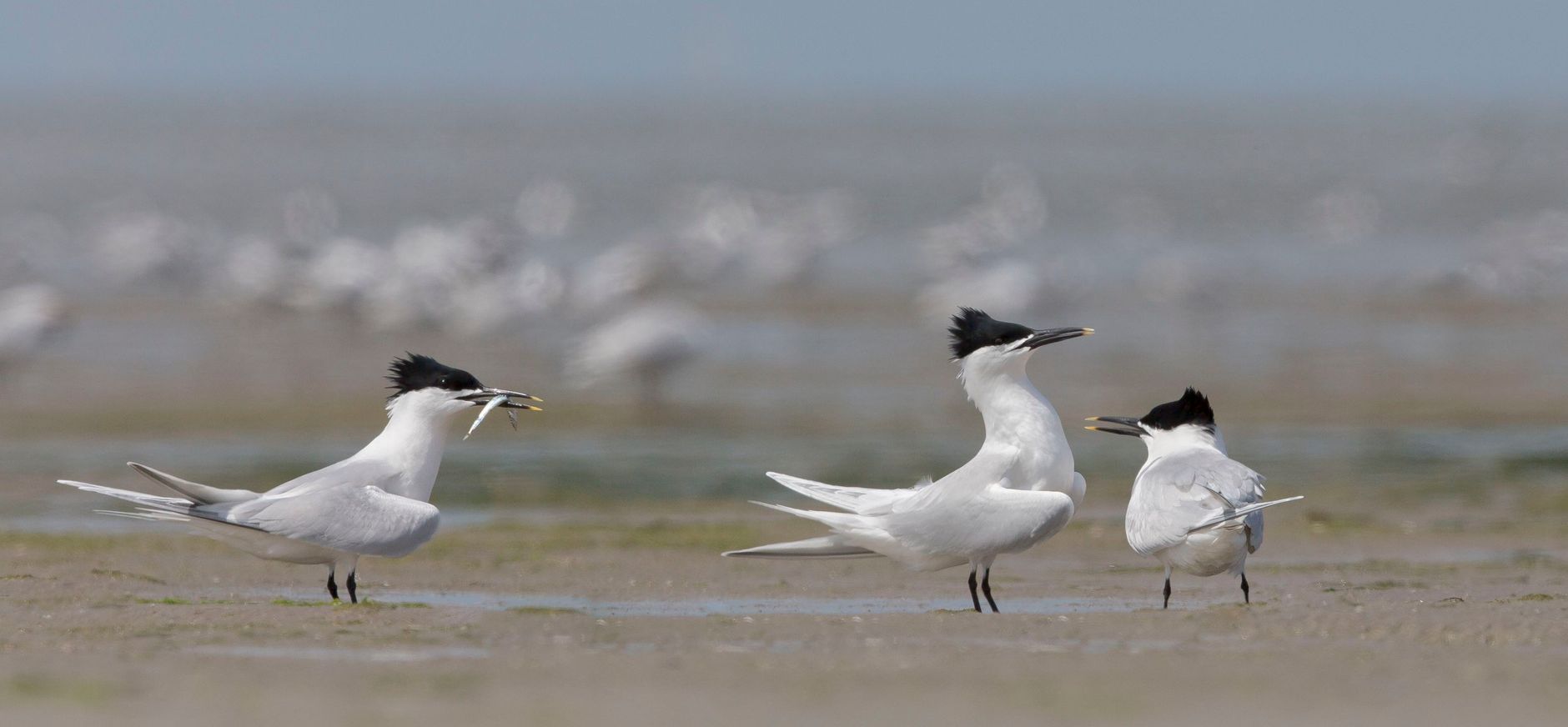 Grote sterns - Jan Veen