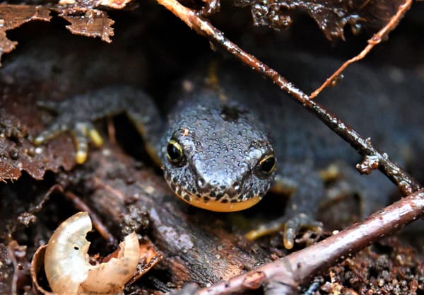 Schrieversheidevennen Alpenwatersalamander