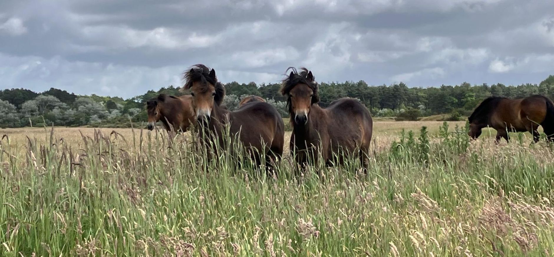 exmoor