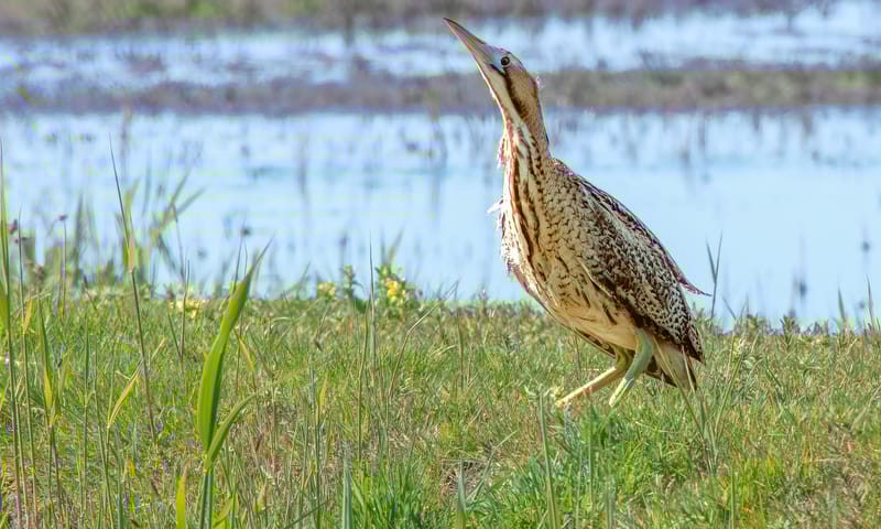 Roerdomp langs Westerboersweg - Foto: Toon Pop