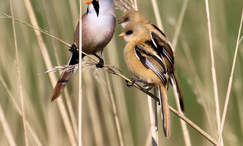 Baardmannen zijn echte rietvogels. Baardmannen op Marker Wadden