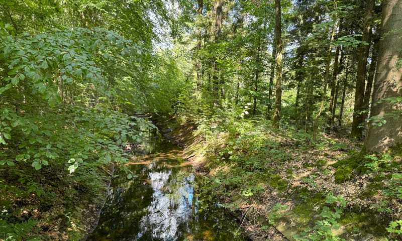 Oerbos Waterloopbos Flevoland Oerbos Waterloopbos Flevoland