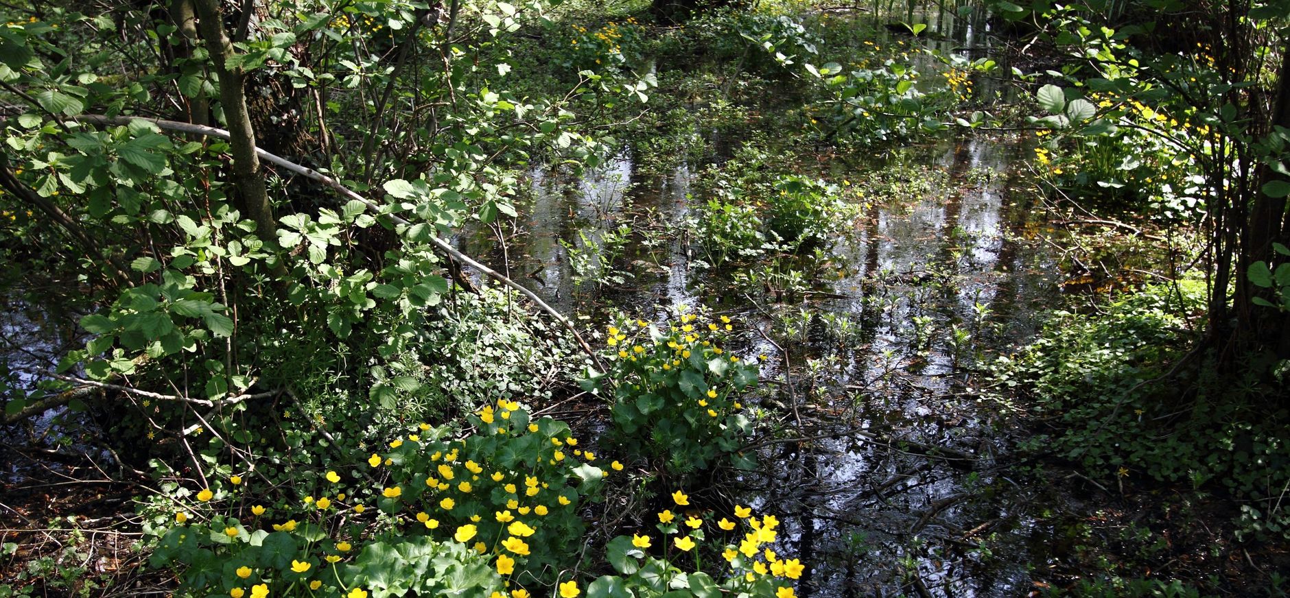 Dotterbloemen in een moerasbos Dotterbloemen in een moerasbos