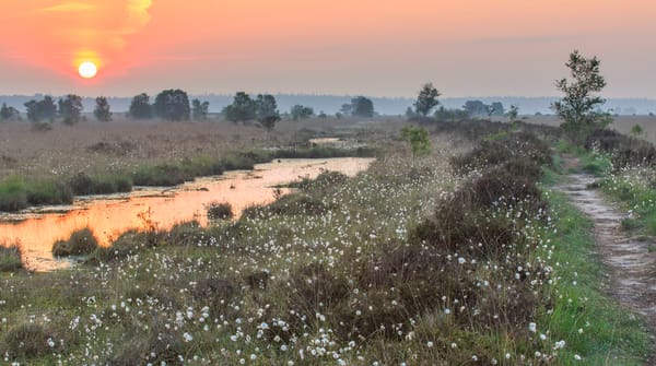 Wandelroute op de grens van Friesland en Drenthe in het Fochteloërveen Wandelroute op de grens van Friesland en Drenthe in het Fochteloërveen