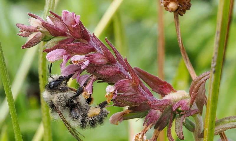 Zandhommel