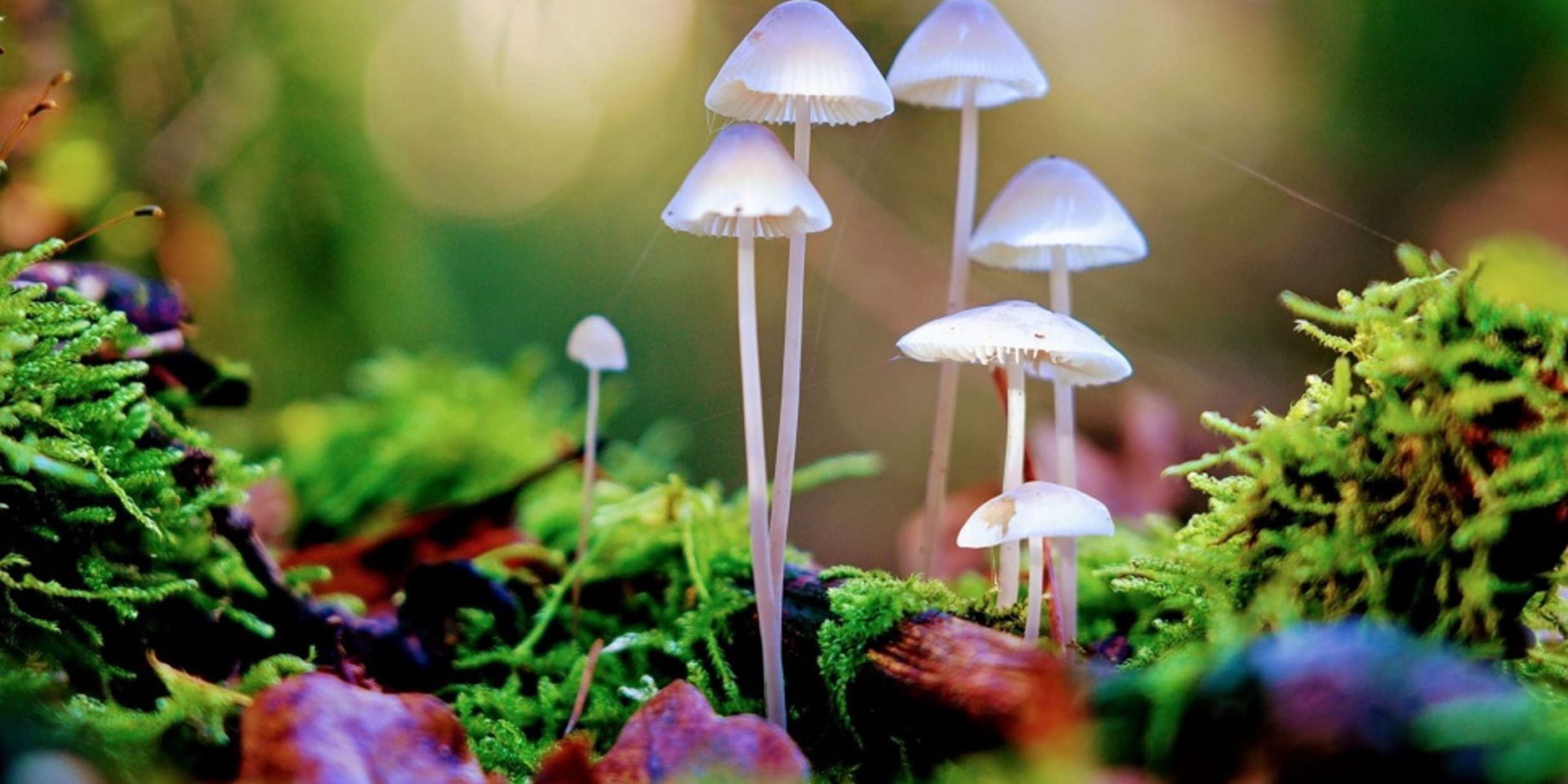 Paddenstoelen Paddenstoelen