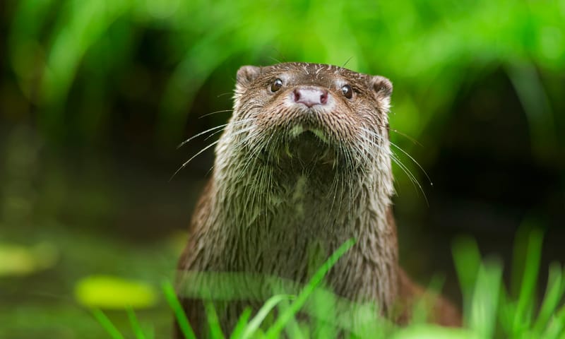 otter